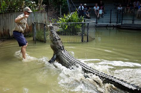 cairns to hartley's crocodile.